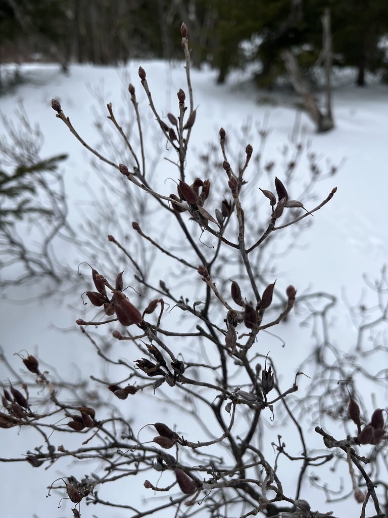 Rhodora from Dublin, NH, US on February 1, 2022 at 01:50 PM by ross_ny ...