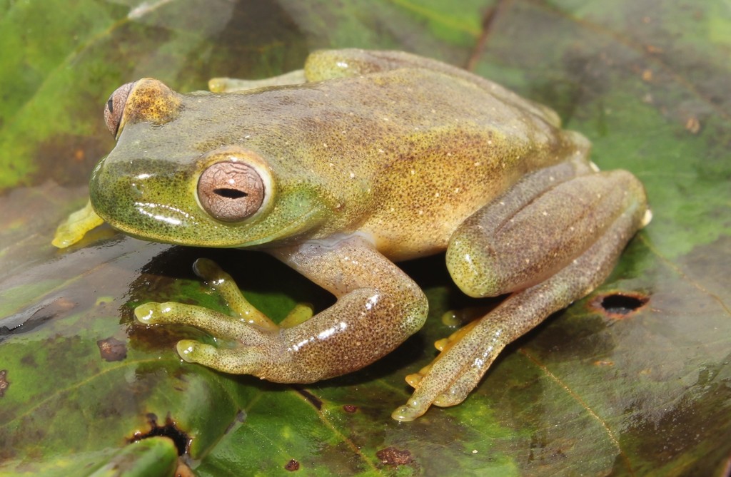 El Pepino tree frog