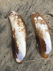 Modiolinae