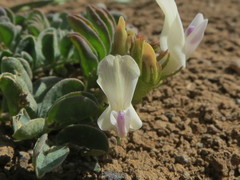 Astragalus iodanthus