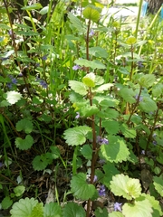 Glechoma hederacea