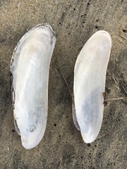 Modiolinae