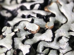 Hypogymnia incurvoides