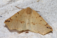 Caripeta triangulata