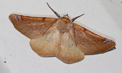 Caripeta triangulata