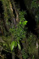 Peperomia swartziana