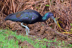 Green Ibis photo 2