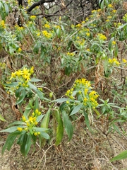 Barkleyanthus salicifolius