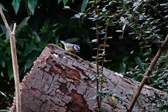Cyanistes caeruleus
