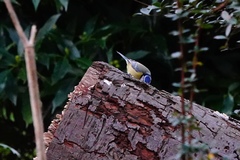 Cyanistes caeruleus