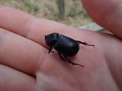 Eophileurus chinensis