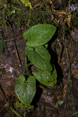 Chlorospatha bogneri