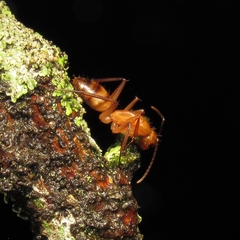 Camponotus