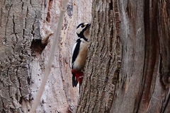 Dendrocopos major