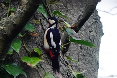 Dendrocopos major