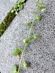 Veronica hederifolia
