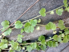 Veronica hederifolia