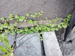 Veronica hederifolia