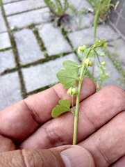 Veronica hederifolia