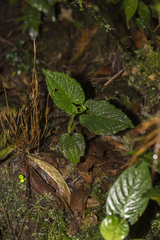 Chlorospatha bogneri