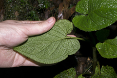 Chlorospatha bogneri