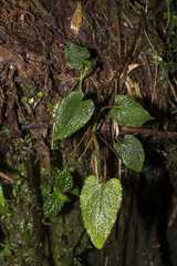 Chlorospatha bogneri