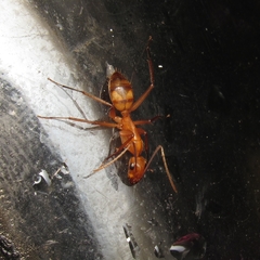 Camponotus
