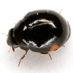 Hyperaspis pleuralis