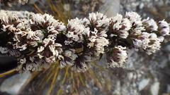 Amphithalea speciosa