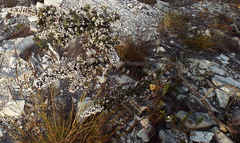 Amphithalea speciosa