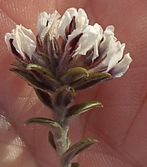 Amphithalea speciosa