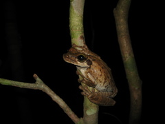 Osteocephalus taurinus