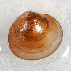 Sphaerium occidentale