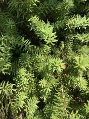 Podocarpus laetus