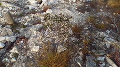 Amphithalea speciosa