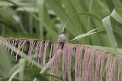 Talaphorus chlorocercus