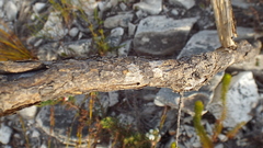 Amphithalea speciosa