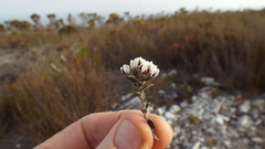 Amphithalea speciosa