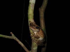 Osteocephalus taurinus