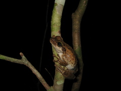 Osteocephalus taurinus