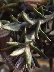 Amphithalea speciosa