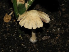 Psathyrella