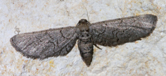 Exelis ophiurus