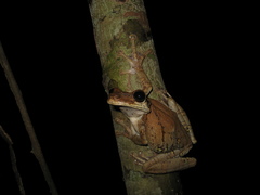 Osteocephalus taurinus