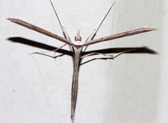 Hellinsia longifrons