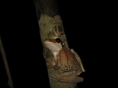 Osteocephalus taurinus