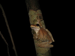 Osteocephalus taurinus