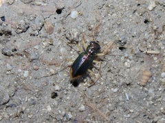 Tetracha sobrina