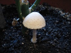 Psathyrella