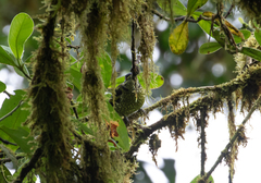 Ampelioides tschudii